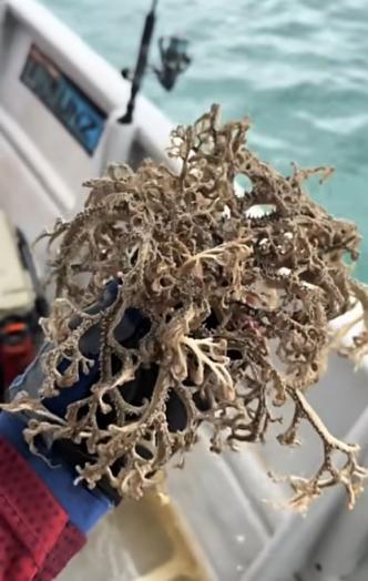 筐蛇尾,一种从寒武纪就出现的古老海洋生物